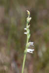 Texas lady's tresses